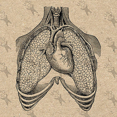 Human Anatomical Studies Initiative