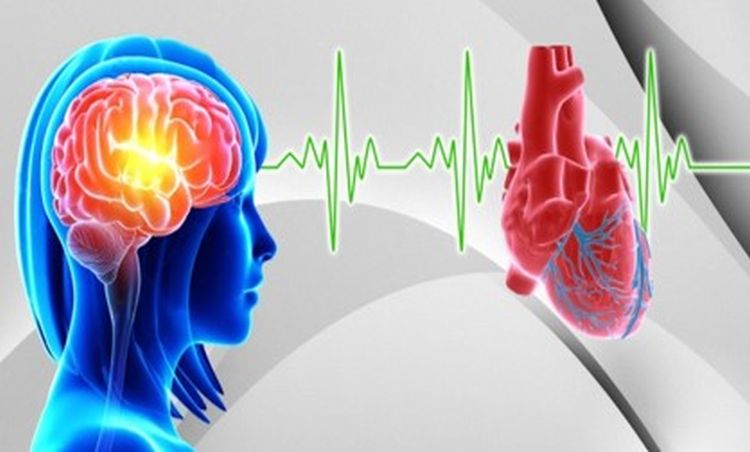 brain heart